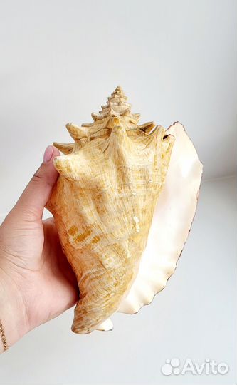 Морская раковина большая, Карибское море куба, 2 ш