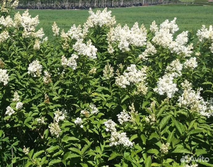 Сирень венгерская