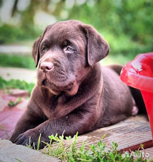 Шоколадный малыш