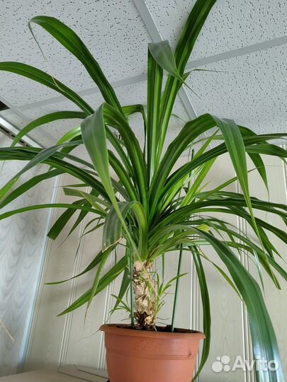 Большой комнатный цветок