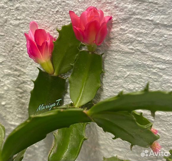 Шлюмбергеры сортовые