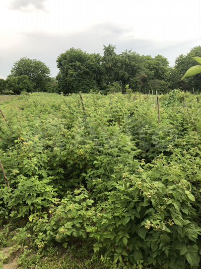 Участок 15 сот. (ИЖС)