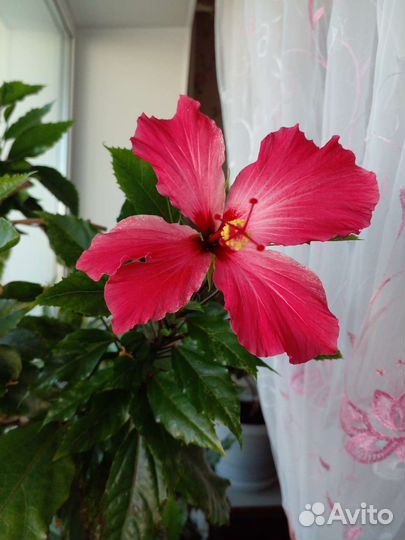 Гибискус (розан)