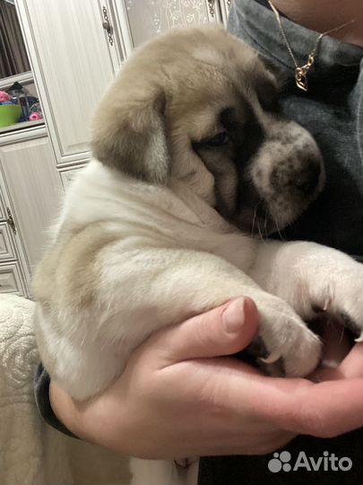 Отдам в добрые руки