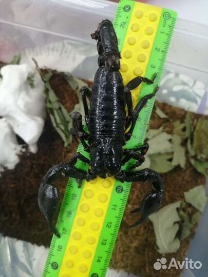 Скорпионы и пауки птицееды