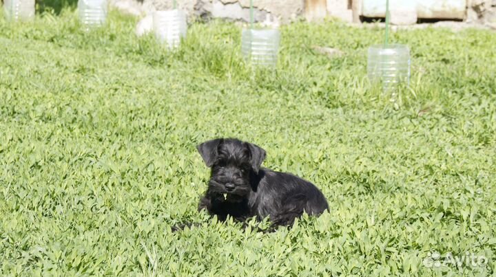 Окрас черный Щен