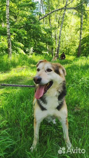 Заберите собаку из приюта