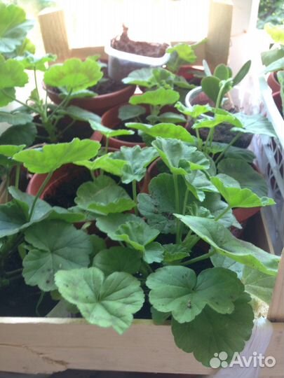 Герань, аихризон, сенсевьера, алоэ вера