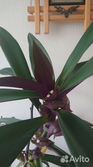 Купите счастье в дом)