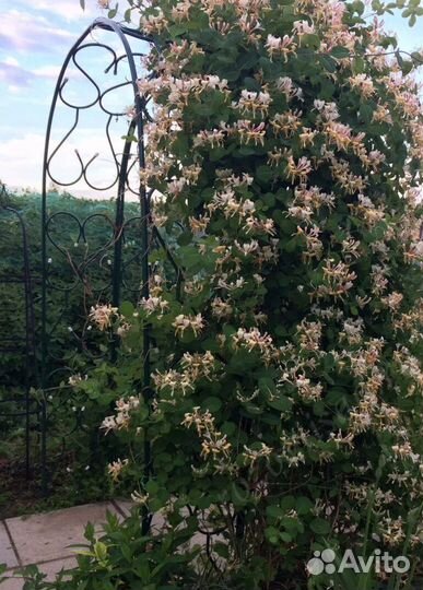 Жимолость вьющяяся Каприфоль