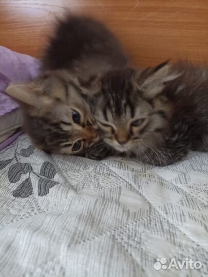 Котята в дар