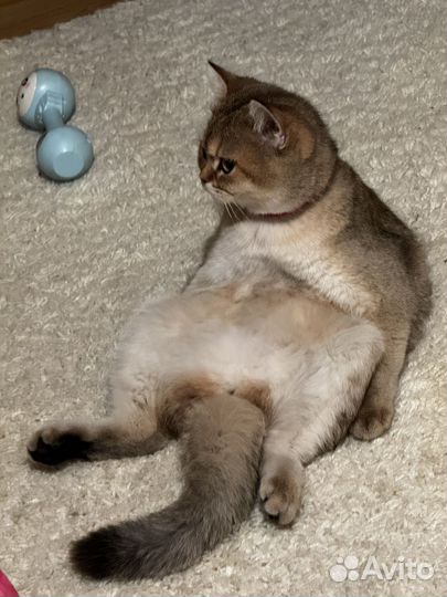 Кошка золотая шиншилла