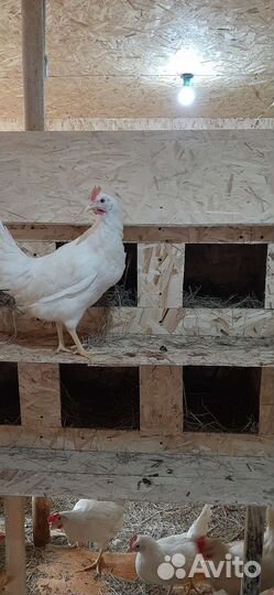 Куры молодки несушки