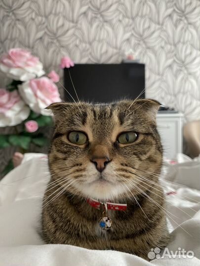 Кошка вислоухая