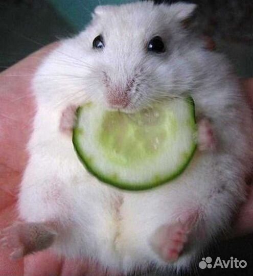 Хомячата на подарки вашим любимым от вас