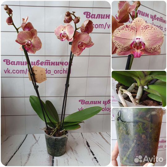Орхидея фаленопсис