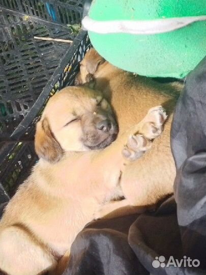 Отдам бесплатно щенков от небольшой собаки