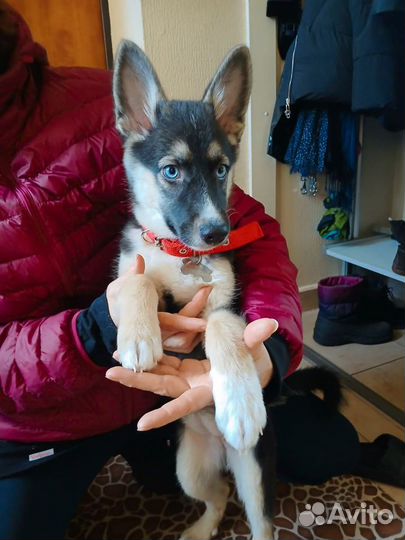 Щенок метис в добрые руки