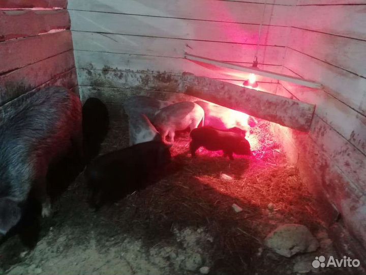 Поросята вьетнамские вислобрюхие