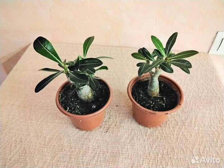 Суккуленты сортовые комнатные растения