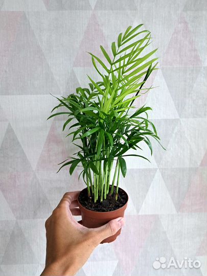 Хамедорея, Нолина