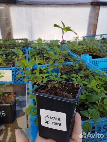 Вегетативная мята 39 видов