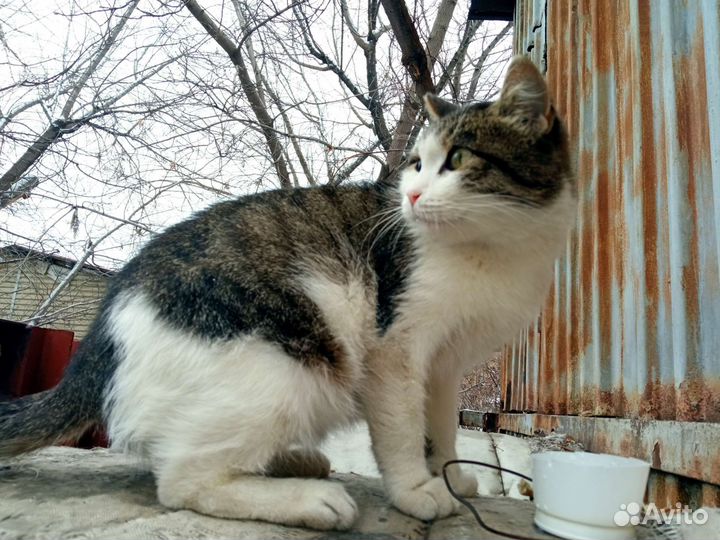 Кошечка ищет заботливых хозяев