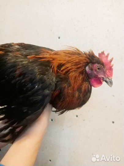 Петухи Кроссы