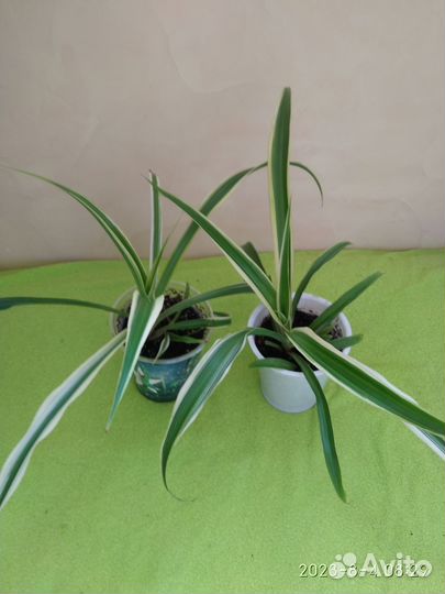 Хлорофитум