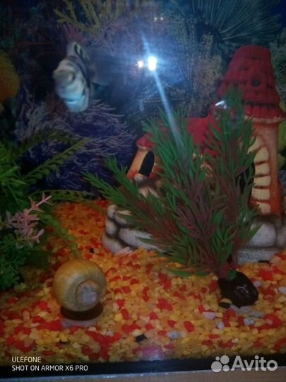 Аквариумные рыбки