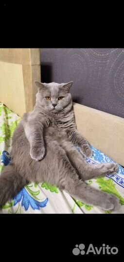 Шотландский котик для вязки