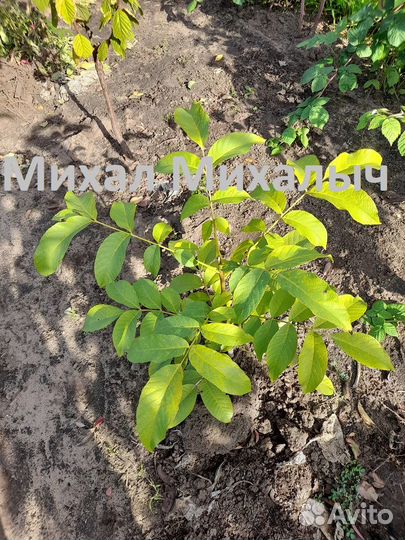 Саженцы грецкого ореха