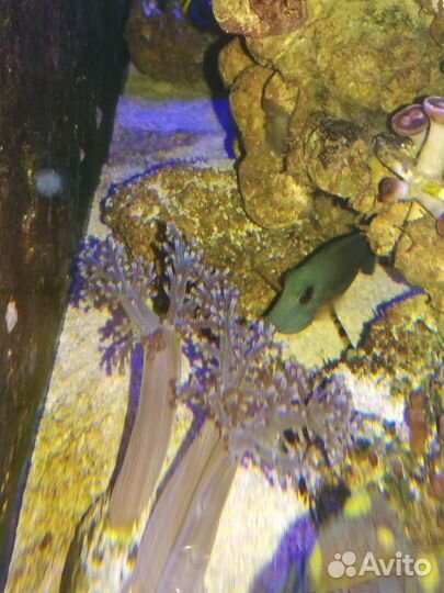 Капнела(кенийское дерево)