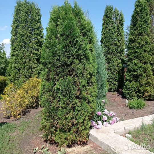 Туя смарагд