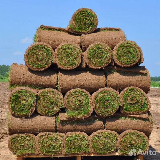 Рулонный газон