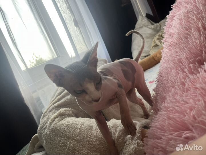 Донской сфинкс котята