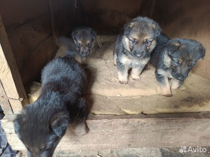 Щенки немецкой овчарки