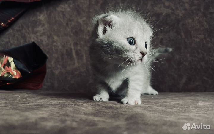 Котята ищут дом