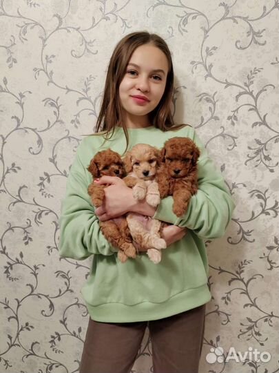 Щенки той-пудель