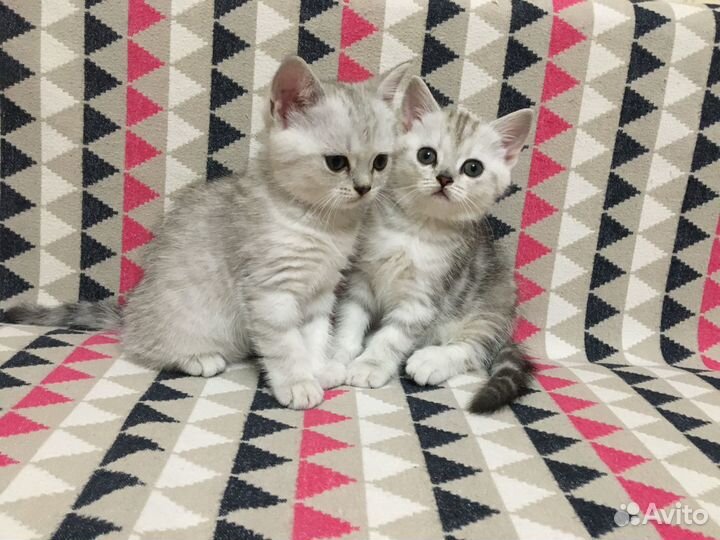 Шотландские котята