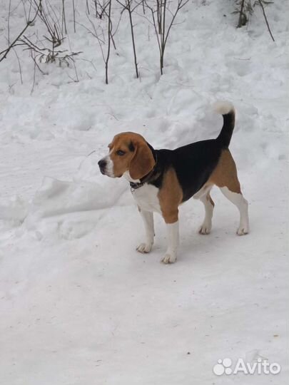 Вязка кобель бигль