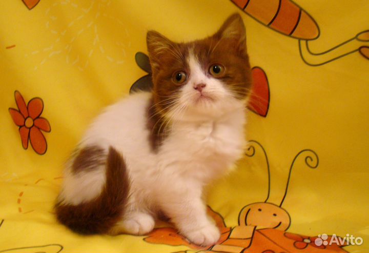 Британские котята разных окрасов