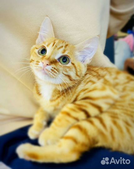 Рыжий котенок в добрые руки