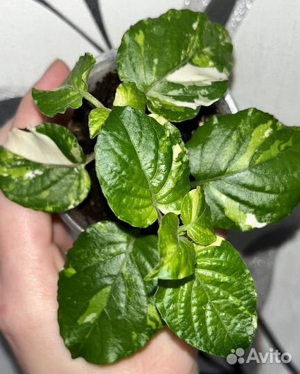 Комнатные цветы