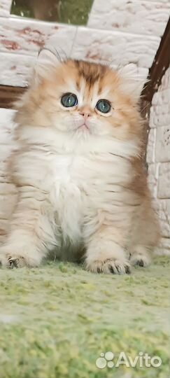 Британская золотая шиншилла длинношерстная