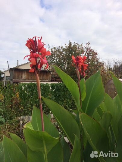 Клубни канны