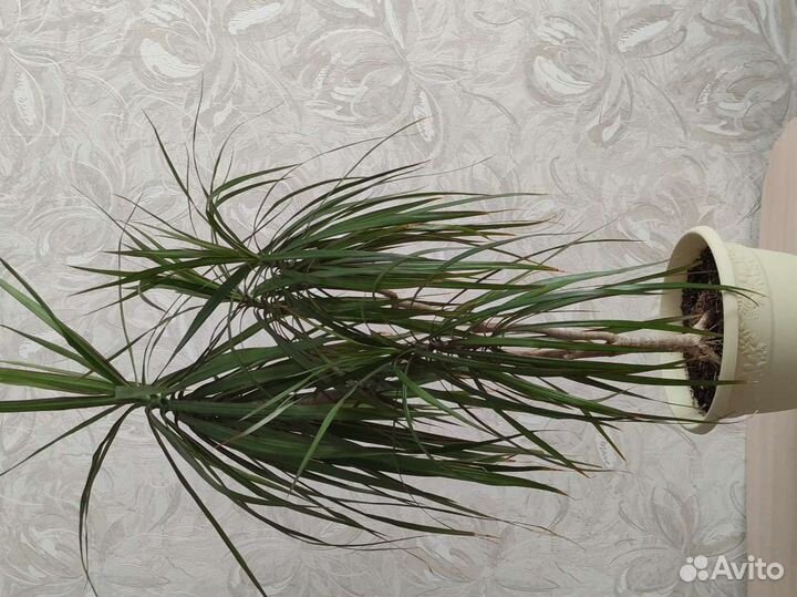 Пальма драцена