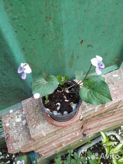 Фиалка садовая, мята ментоловая, земляника