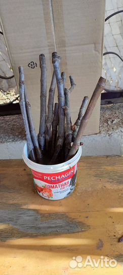 Саженцы и черенки инжира