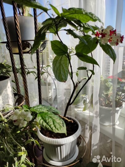 Клеродендрум томпсон